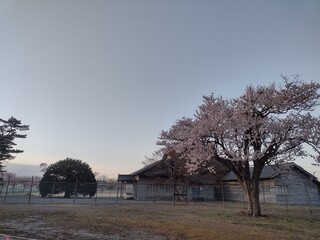 桜