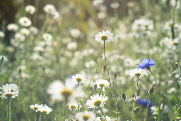 Daisies and cornflowers in a field on a sunny day. Summer floral background