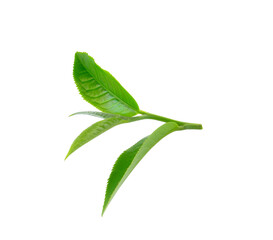 Fresh green tea leaf on transparent,png