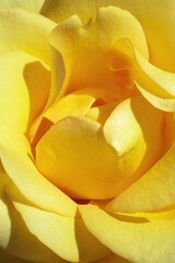 Obraz premium Yellow rose macro. Close-up of a bright yellow rose