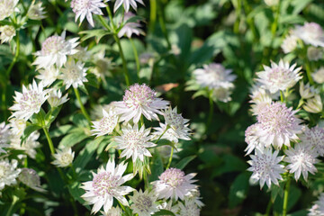 White astrantia. Close-up of an astrantia with pink-tipped white bracts against a background of blurred leaves and flowers.