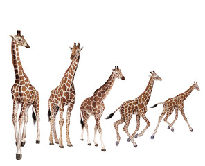 groupe, troupeau, girafe, création, mammifère, hybride, jardin zoologique, sauvage, faune, safari,  bande, nature, illustration, animal, savane, art, cou, allongé, debout, haute, tache