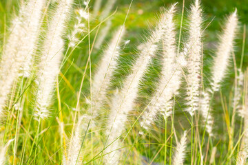 Fountain grass or pennisetum alopecuroides