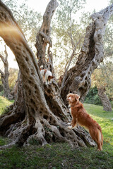 dog at old olive tree. Nova Scotia duck tolling retriever in nature. Toller on a walk in the green park