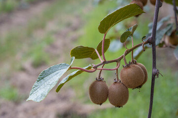 Orchard with kiwi in Marche, Central Italy