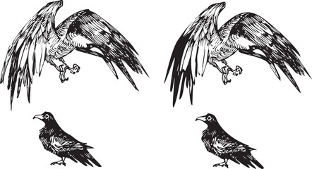 vector cartoon raven line art doodle. Crow sketch element for design, print, notebook. Hand drawn animal collection. isolated graphic on white background. set birds hand drawn ink pen illustration 