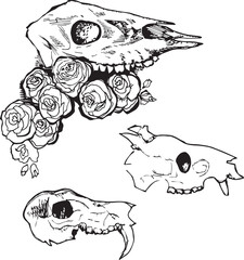 Set Illustration animal skull in rose flowers. Ink linear drawing in western style. Engraving Line Art Modern print design for clothes, banner, flyer element cover deceased dead animal with fangs