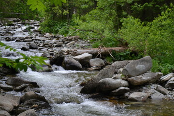 Naklejka na ściany i meble small river in the forest