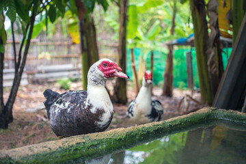 White duck or Muscovy duck stands next to a pond in farm