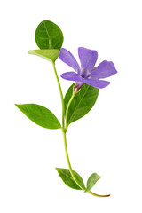 flowers and leaves of blooming blue periwinkle, isolated on a white background