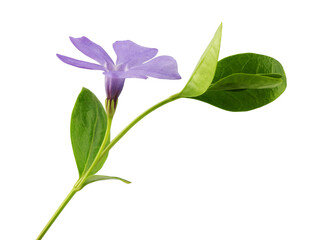 flowers and leaves of blooming blue periwinkle, isolated on a white background