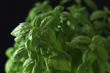 A bunch of basil in low key