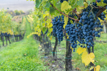 Fototapeta premium Blue grapes Cabernet Sauvignon in autumn vineyard, Southern Moravia, Czech Republic