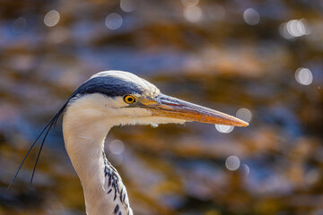 Fischreiher Portrait