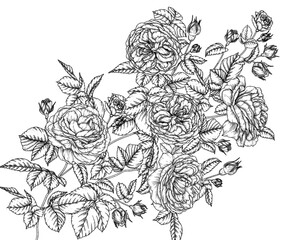 Vector illustration of a tea rose branch in engraving style