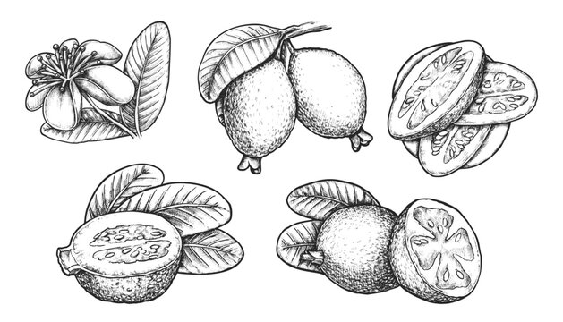 Set of isolated sketch of feijoa. Vector fruit