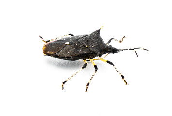 black stink bug - Proxys punctulatus - isolated on white background side top profile view