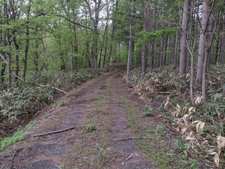 Fototapeta premium 森