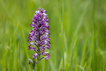 wild orchid in White Carpathian Mountains, Czech Republic