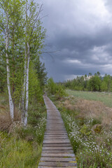 Peat bog near Soumarsky most (Soumarske raseliniste), Nation park Sumava, Czech Republic