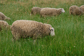 The concept of farming and agriculture. A flock of sheep graze in a clearing in the village in summer. Portrait of a group of sheep. Russian village.