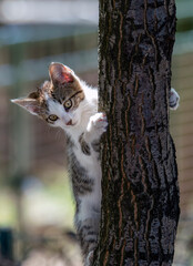 Pets cats in different situations in the trees and in the house
