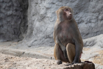 baboon sitting on rock