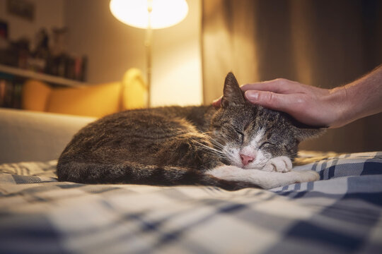 Cute cat lying on bed and sleeping in cozy home bedroom at night. Hand of pet owner stroking his old tabby cat..
