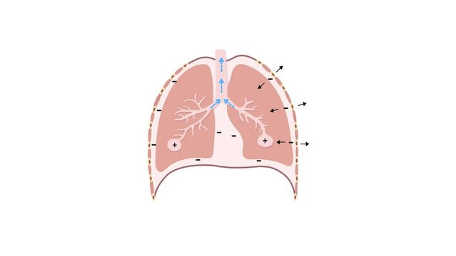 Human Respiratory System Lungs Anatomy Animation Concept.Respiratory physiology. Pulmonary mechanism. 2d animation