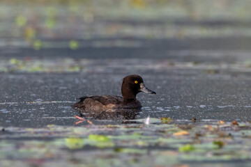 Tufted duck or tufted pochard or Aythya fuligula observed in Gajoldaba in India