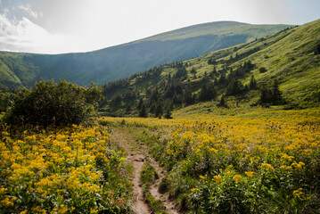 Yellow flowers and mountains