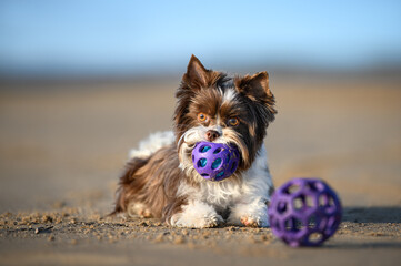 cute small dog lying down on sand with toy ball in mouth