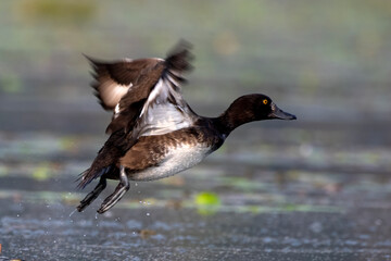 Tufted duck or tufted pochard or Aythya fuligula observed in Gajoldaba in India