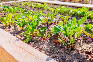 Beet leaf. Green young leaves of beetroot and mangold growing in raised bed, vegetable garden.