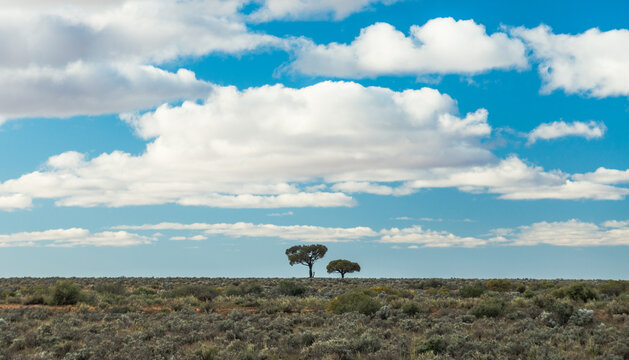 Lone trees in the middle of a flat scrub land against a beautiful blue cloudy sky. Australian outback