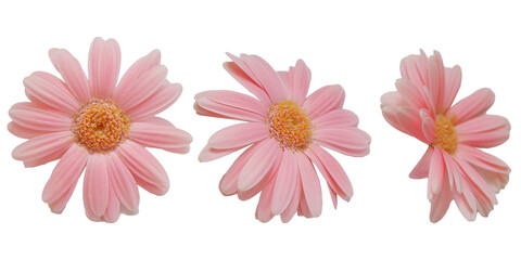 Pink daisy flower elements. Flower png. 