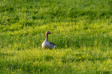 a single goose standing on a green meadow and looking to the side.