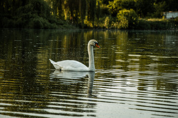 Fototapeta premium swan on the lake
