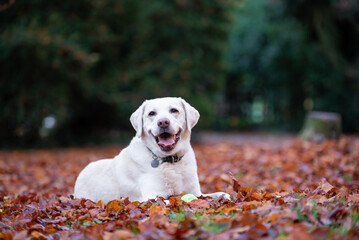 Purebreed labrador retriever lying the in fall leaves.