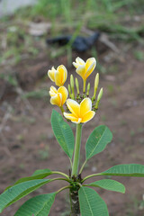 Obraz premium Plumeria flowers blooming on a blurred background