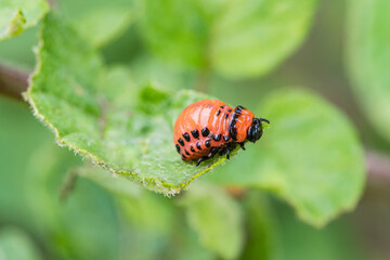 The Colorado potato beetle feast on potato leaves and plant damage