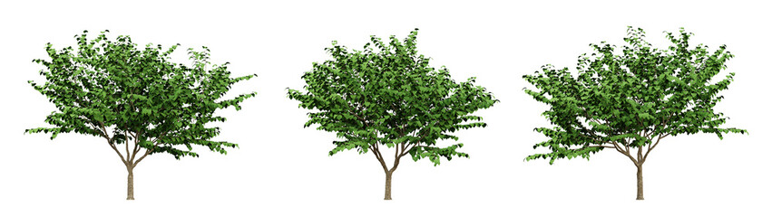 Fototapeta na wymiar Green of cercis canadensis trees on transparent background, flowering tree, 3d render illustration.