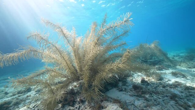 Coral Garden in the Caribbean Sea