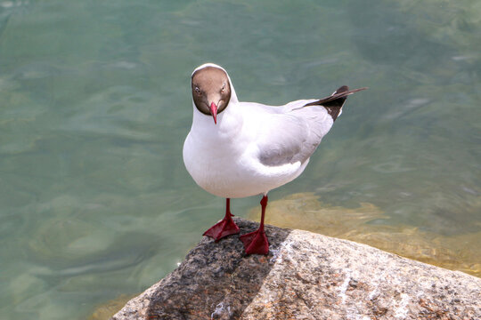 A brown-headed gull (Larus brunnicephalus) with its brown head, red beak and feet, perched on a rock staring into the camera, at us