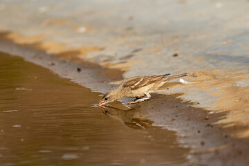 yellow throated sparrow or chestnut shouldered petronia xanthocollis bird with reflection in water quenching thirst from waterhole in hot summer season safari to dry deciduous forest of central india