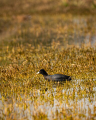 Eurasian coot or common coot or Australian coot or Fulica atra in wetland or shallow water in winter season at keoladeo national park or bharatpur bird sanctuary rajasthan india asia