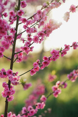 Pink peach blossom background. Fresh nature background on spring sunny day with copy space. Freshness, art, inspiration, beauty concept.