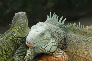 Iguana