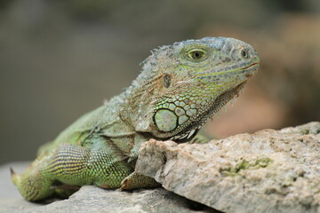 Iguana