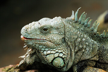 Iguana